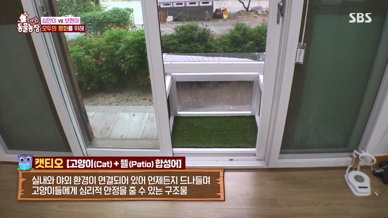 TV 동물농장.E1143.231030p-NEXT.mp4_20231029_161746.804.jpg