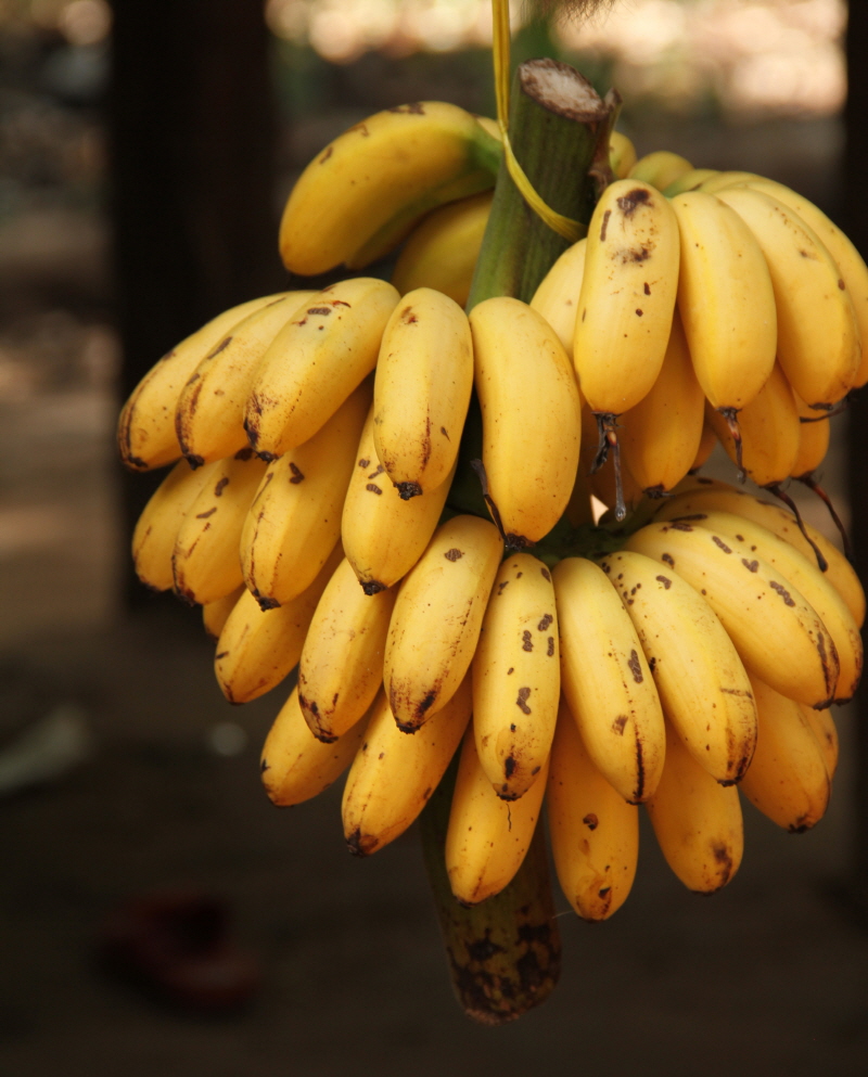 바나나 효능 및 부작용