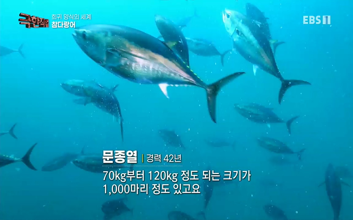 TV - 교육의 중심 EBS희귀 양식의 세계 - 참다랑어, 연어, 쏘가리.mp4_20220829_200221.904.jpg