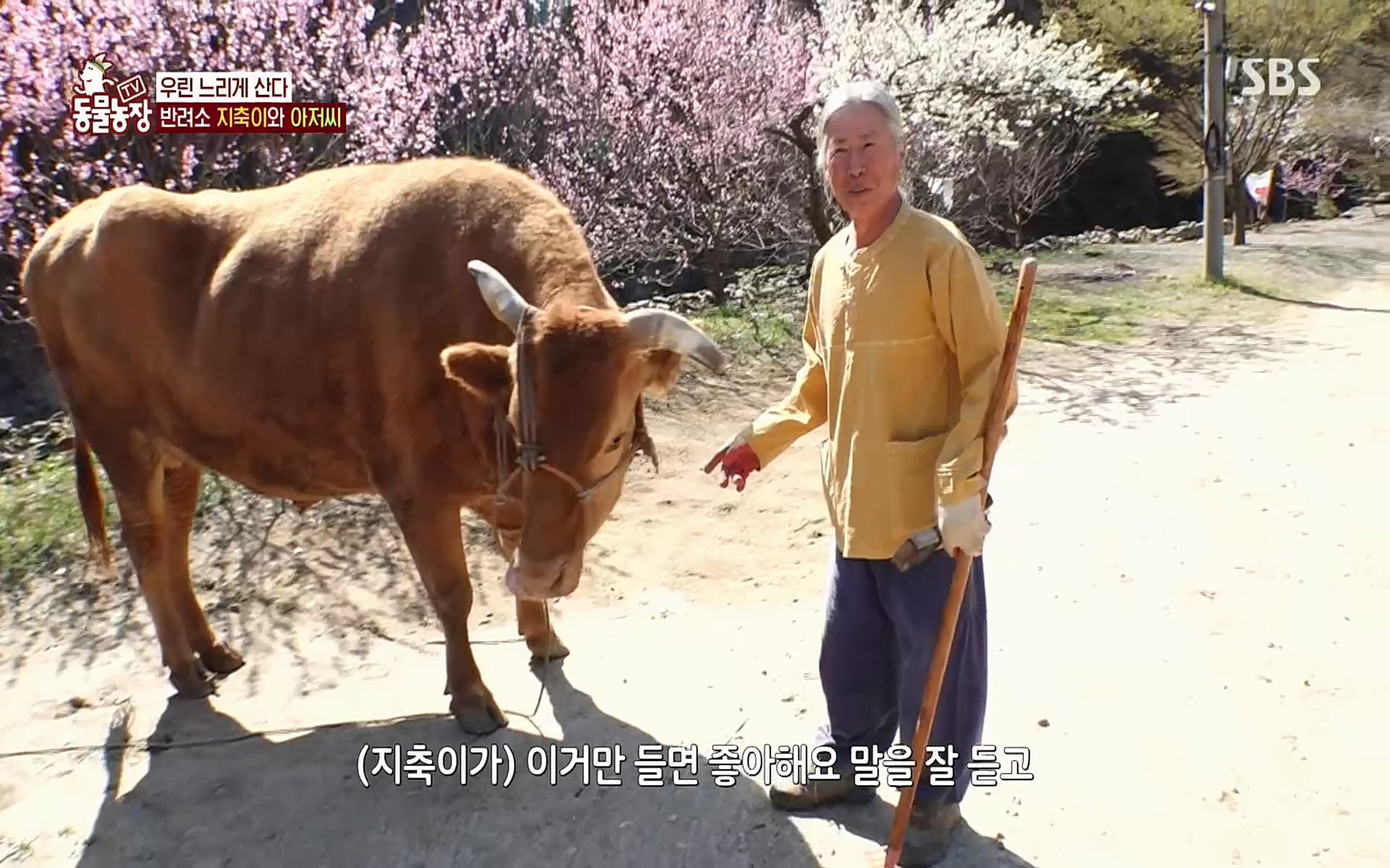 TV 동물농장.E1074.220619p.H264-F1RST.mp4_20220619_181152.546.jpg