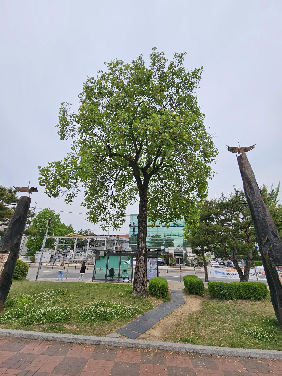 백합나무 수형1