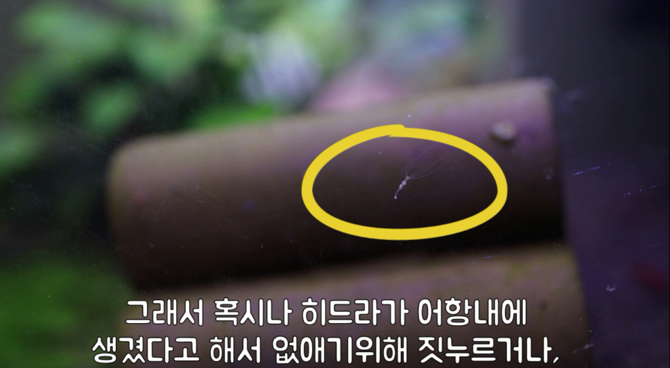 히드라 불청객 제거방법 2