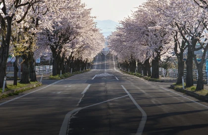 한강 벚꽃 마라톤 대회장 교통 및 주차장 총정리(2025)