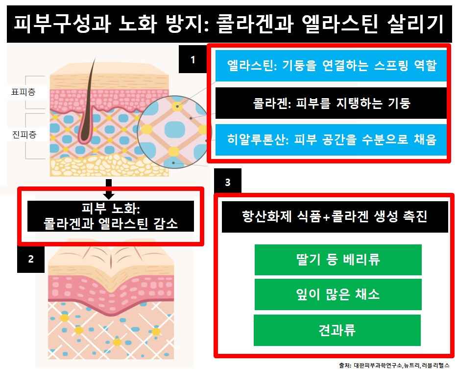 피부구성-노화방지