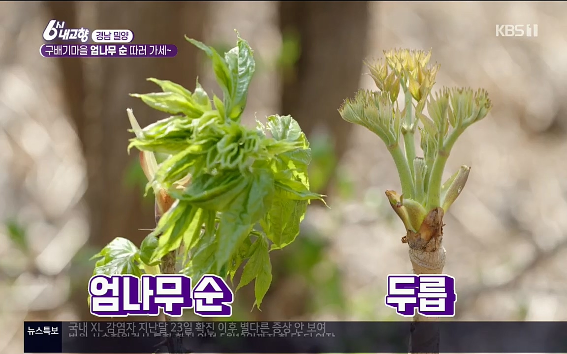 6시 내고향.E7510.220414p.H264-F1RST.mp4_20220419_182247.035.jpg