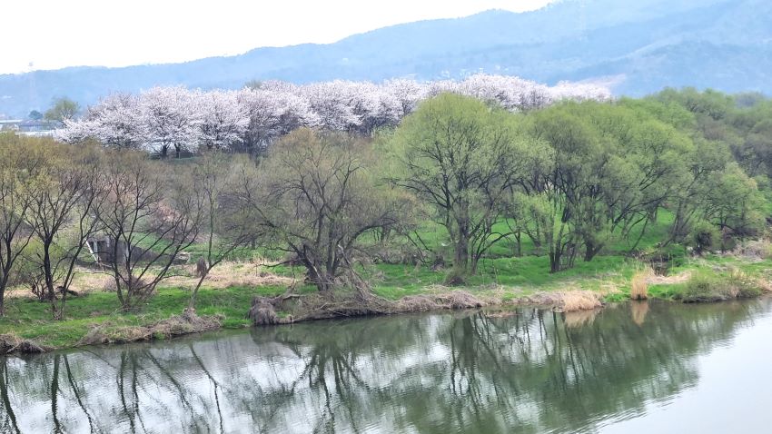 좌 우로 앙덕리까지 이어지는 벚꽃 터널길, 뒤로는 야산, 푸른 하늘, 앞에는 연녹색으로 믈든 버드나무숲, 강물에 비친 반영,