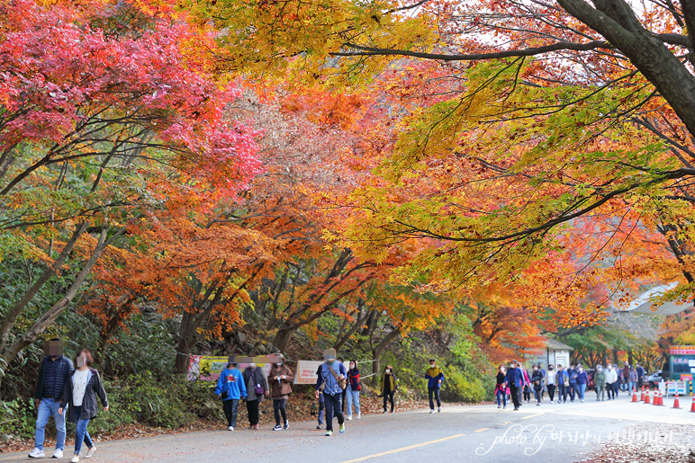 11/5 장산 단풍 절정의 정읍 내장사 2