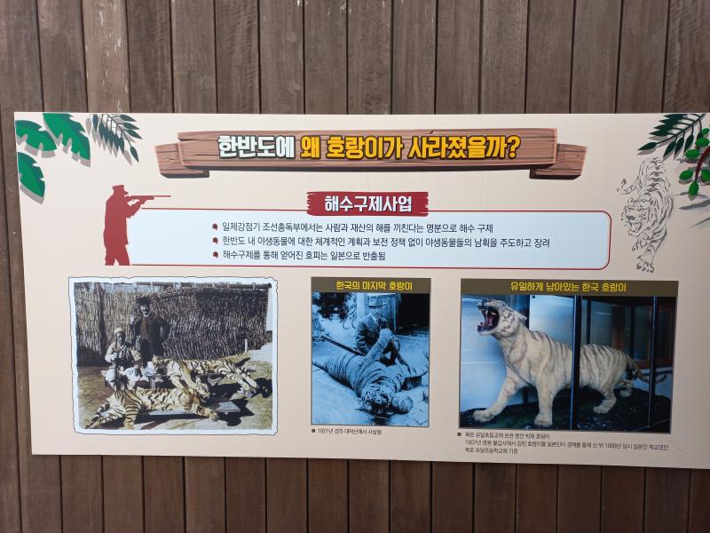 전주동물원 한반도에 왜 호랑이가 사라졌을까