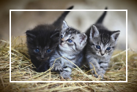 새끼고양이 세마리