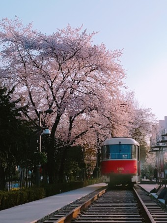 경춘선-숲길-벚꽃-산책하기-좋은곳