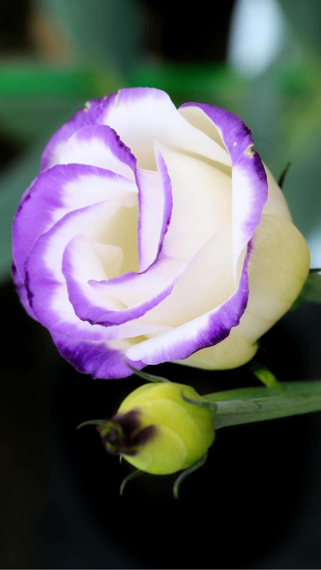 Rose Flower iPhone Wallpaper