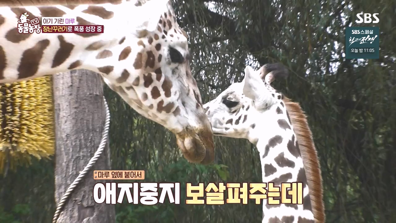 TV 동물농장.E1142.231023p-NEXT.mp4_20231022_174001.263.jpg