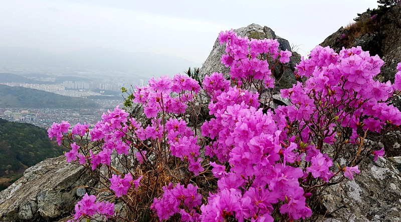 창원 정병산 17 진달래와 창원 전경