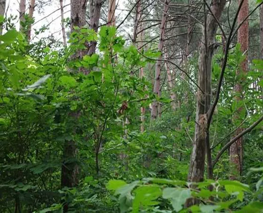 두류산