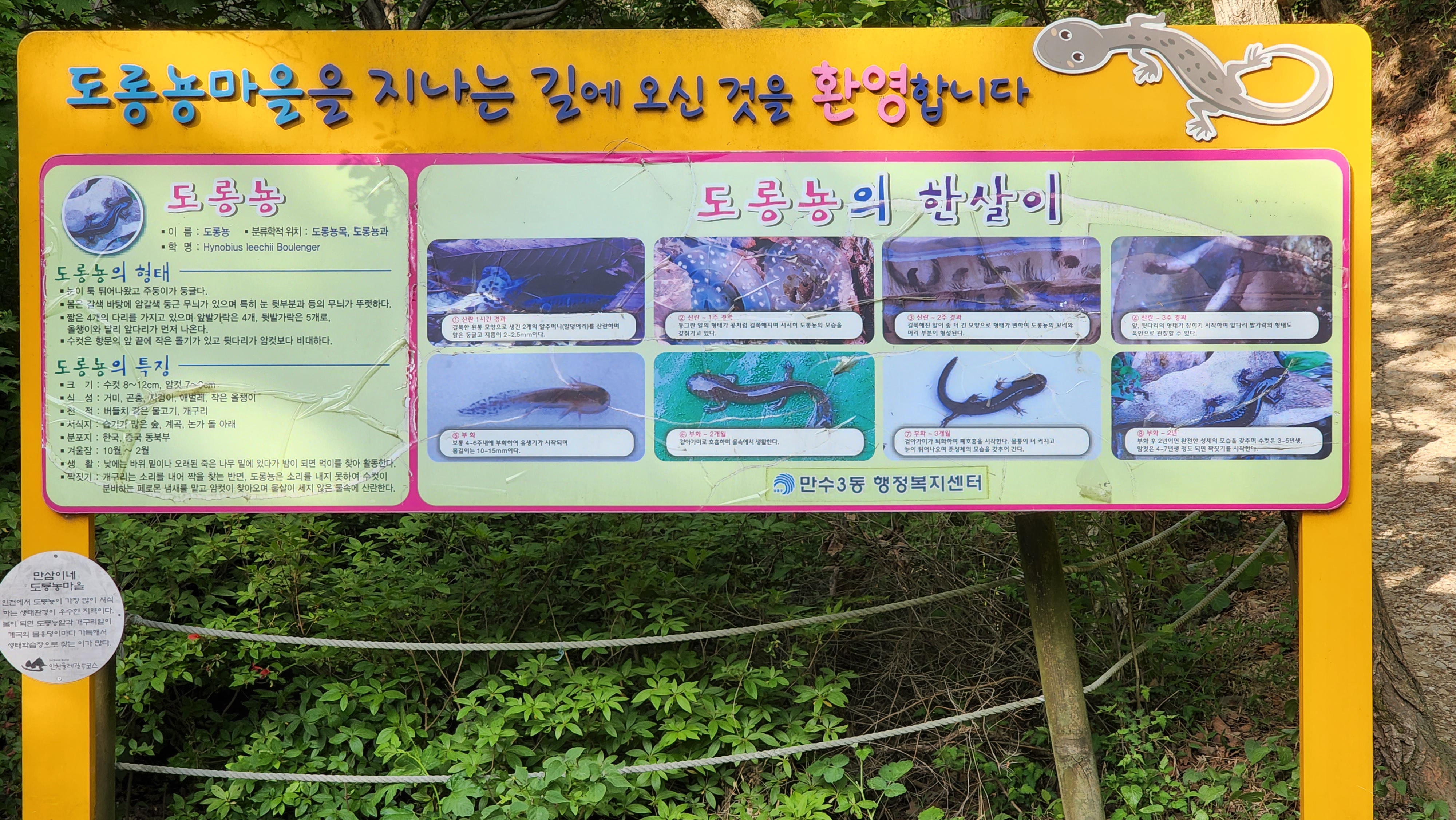  인천 가볼만한 곳 도롱뇽 생태마을 만수산 만삼이네 도롱뇽마을 소개