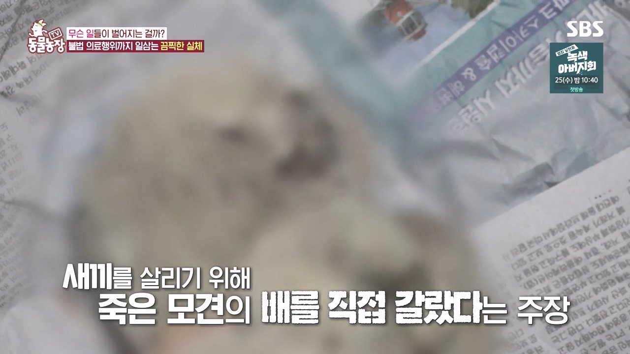 TV 동물농장.E1142.231023p-NEXT.mp4_20231022_172259.838.jpg
