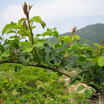 인삼-효능-먹는방법-부작용