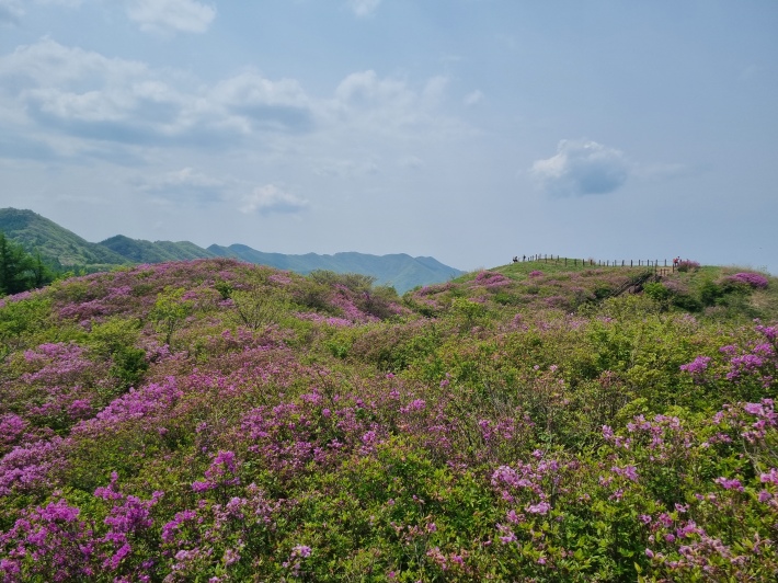 철쭉-군락지
