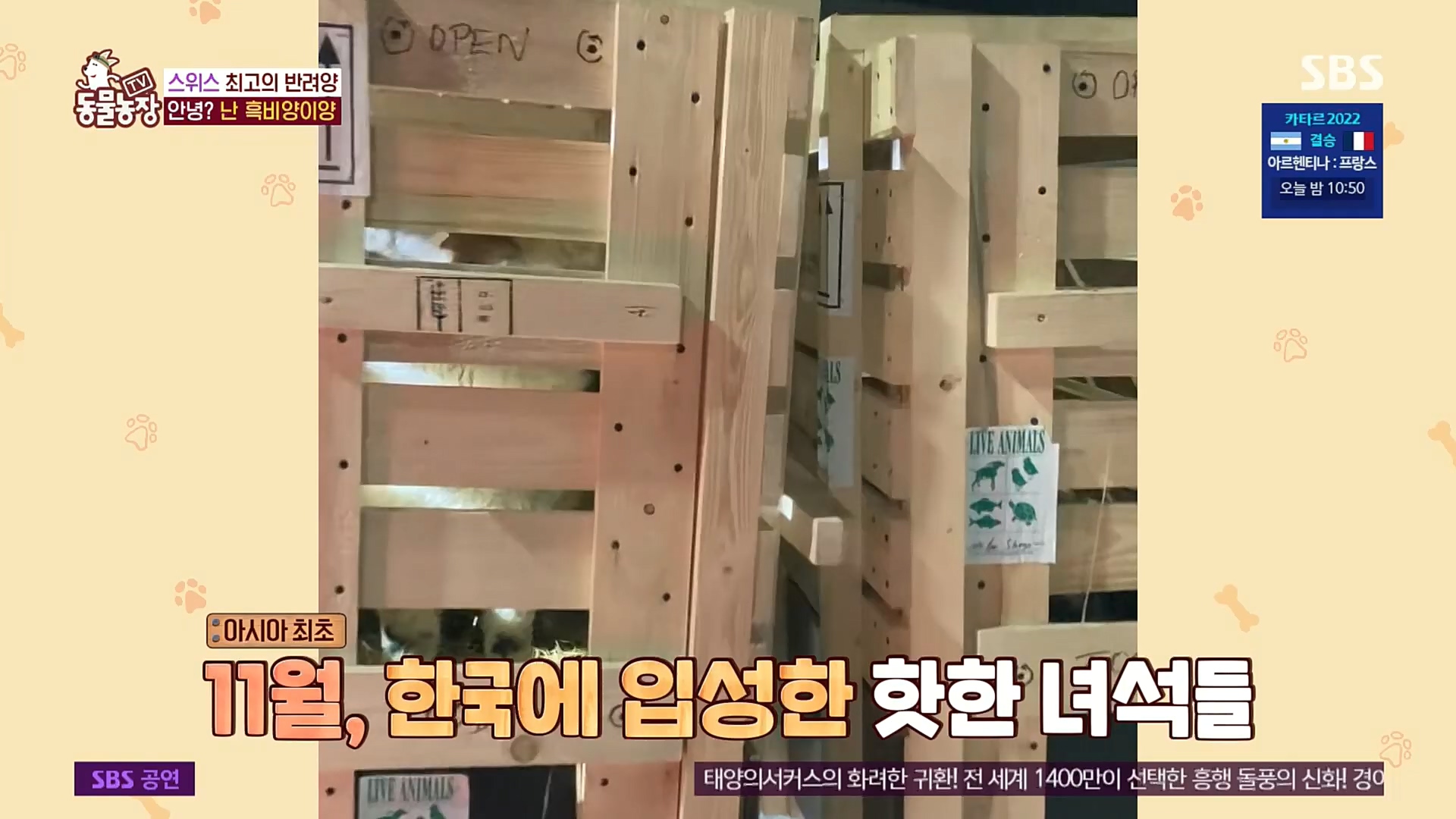 TV 동물농장.E1100.221218p.H264-F1RST.mp4_20221218_183444.611.jpg