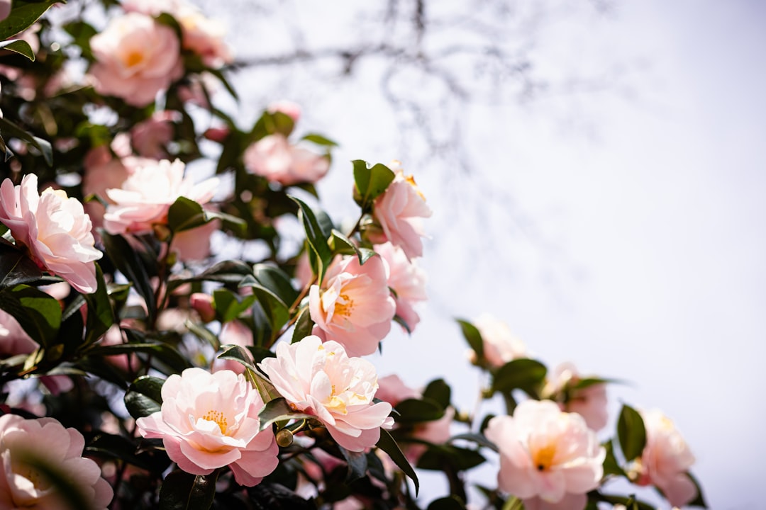 Camellia