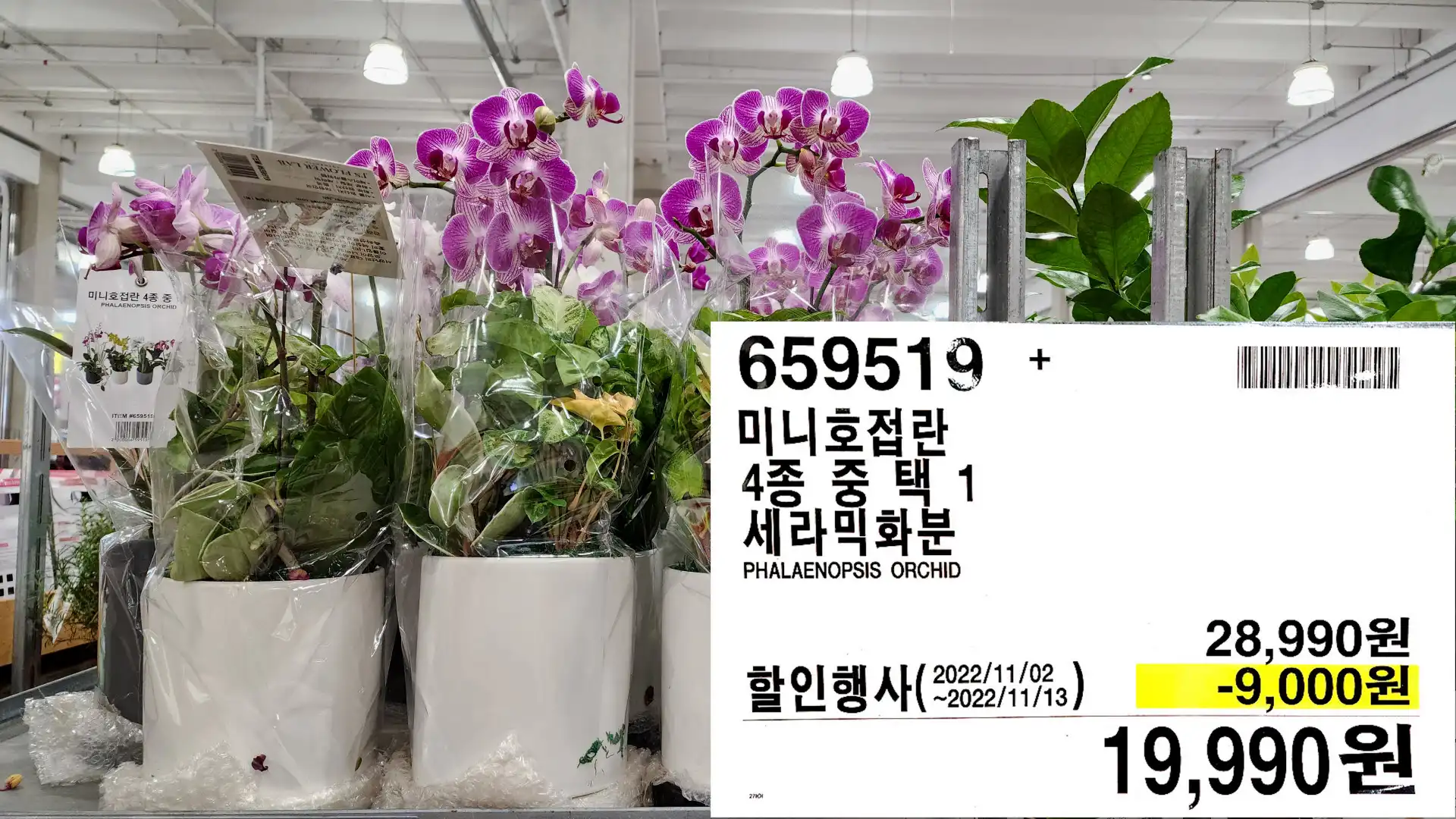 미니호접란
4종 중 택 1
세라믹화분
PHALAENOPSIS ORCHID
19,990원