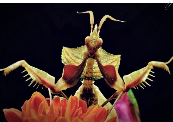 사마귀기르기 겁쟁이 사마귀 곤충사마귀 종류 사마귀기르기 겁쟁이 사마귀 곤충사마귀 종류