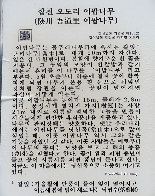 합천 오도리 이팝나무