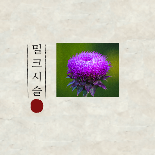  밀크시슬 부작용과 밀크씨슬 효과 효능에 대해서 알아봐요!