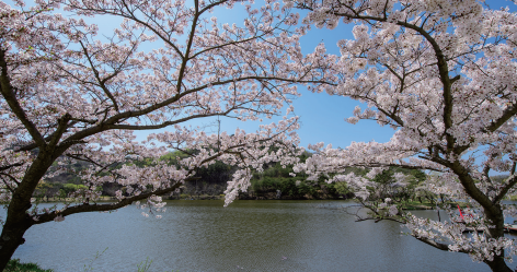 화랑의언덕-봄-벚꽃-축제