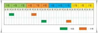 당근 수확시기 파종시기 효능 요리법_4