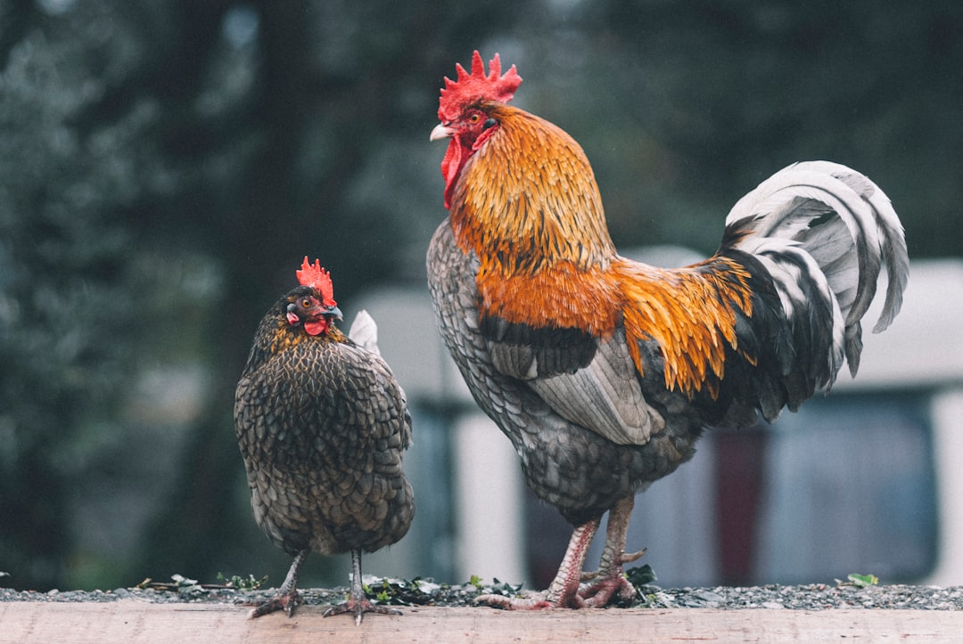Chicken