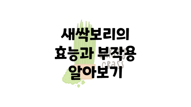  새싹보리의 효능 및 부작용과 올바른 섭취방법 알아보기