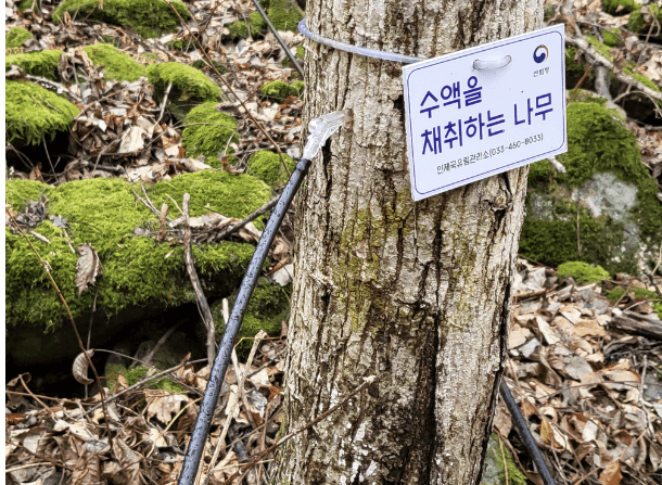 고로쇠 축제 
