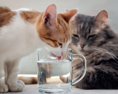 물을 마시는 고양이.