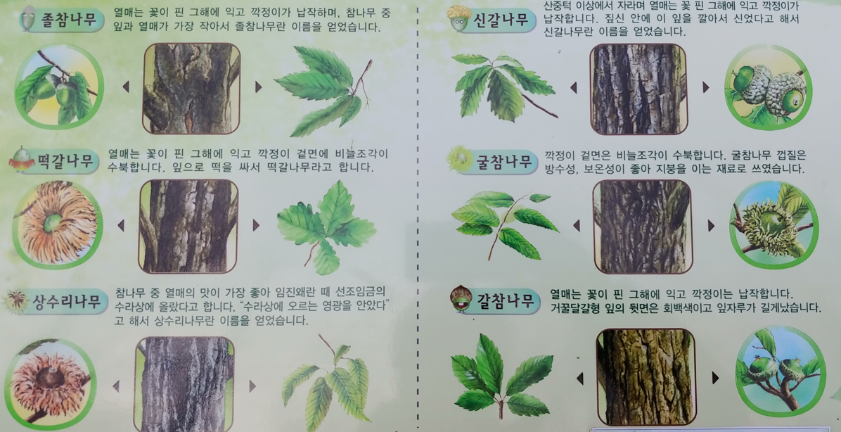 참나무 종류