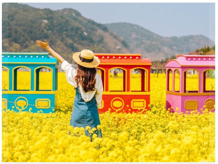 삼척맹방 유채꽃축제