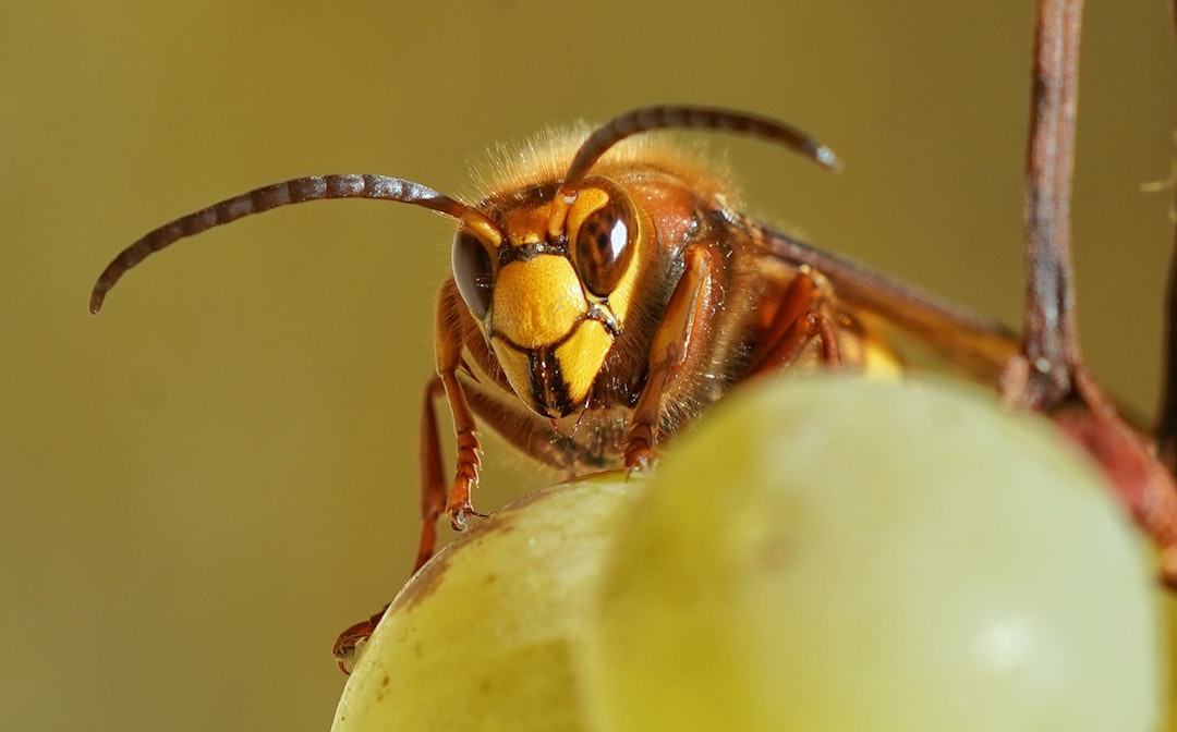Insect