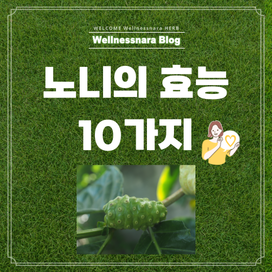  노니 효능 10가지로 알아보는 유기농 라이프