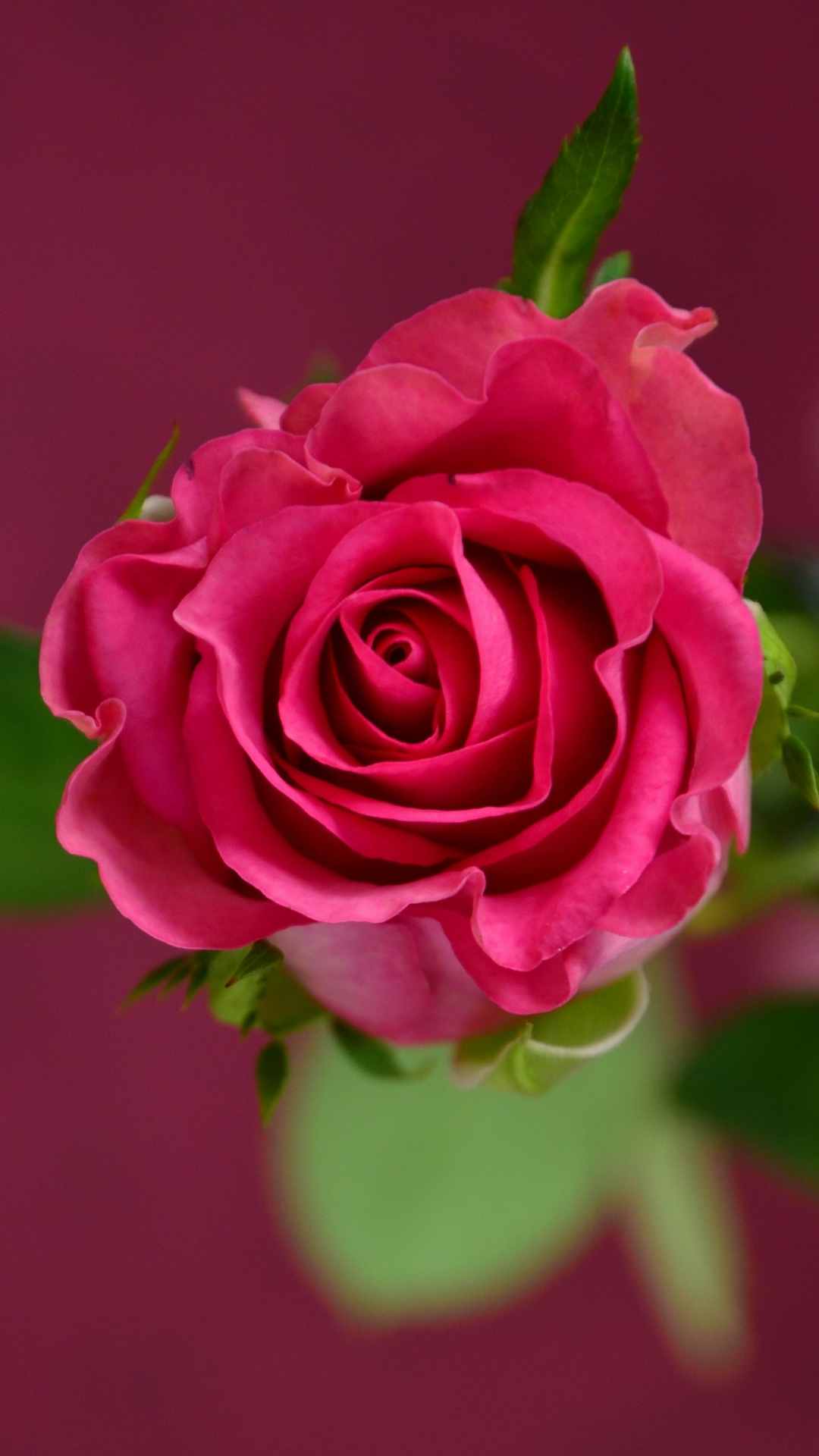 Rose Flower iPhone Wallpaper