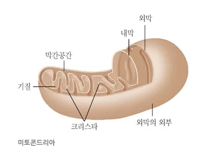 미토콘드리아