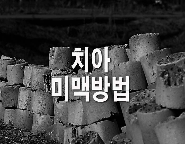  치아 미백 방법(+민간요법)