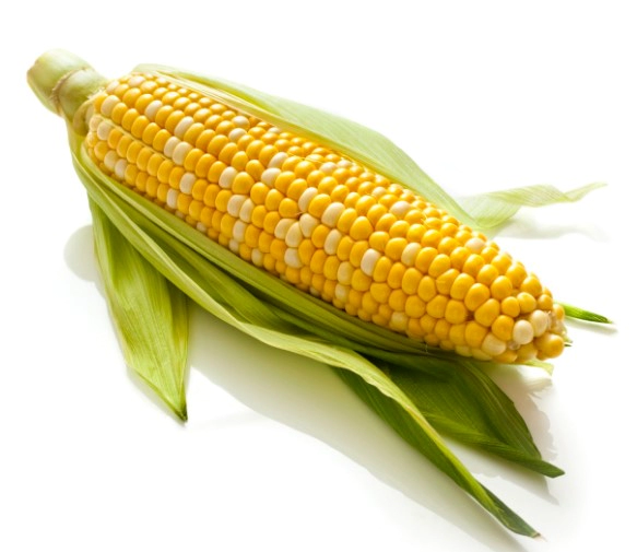 옥수수 효능 영양성분 칼로리 FAQ 자주 묻는 질문 