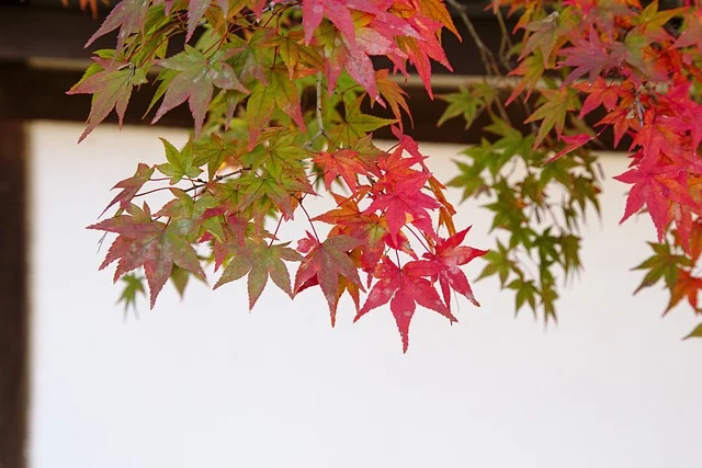산책로에 있던 단풍