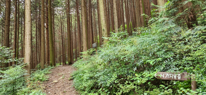 무등산 편백자연휴양림(화순) 산책로 시가치유길