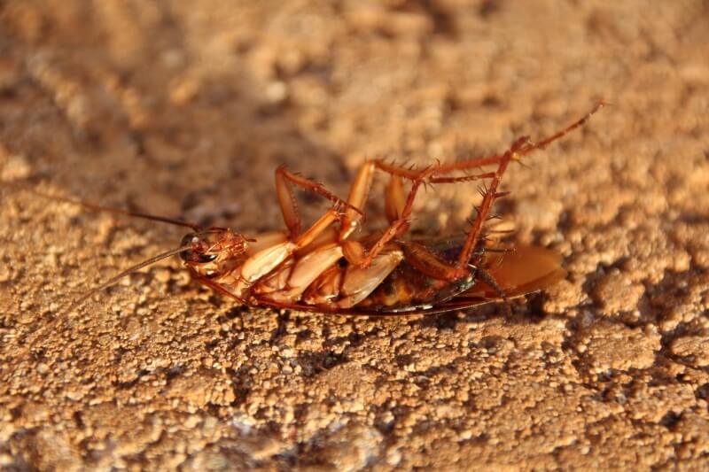 시멘트 바닥에 죽어있는 바퀴벌레 사진