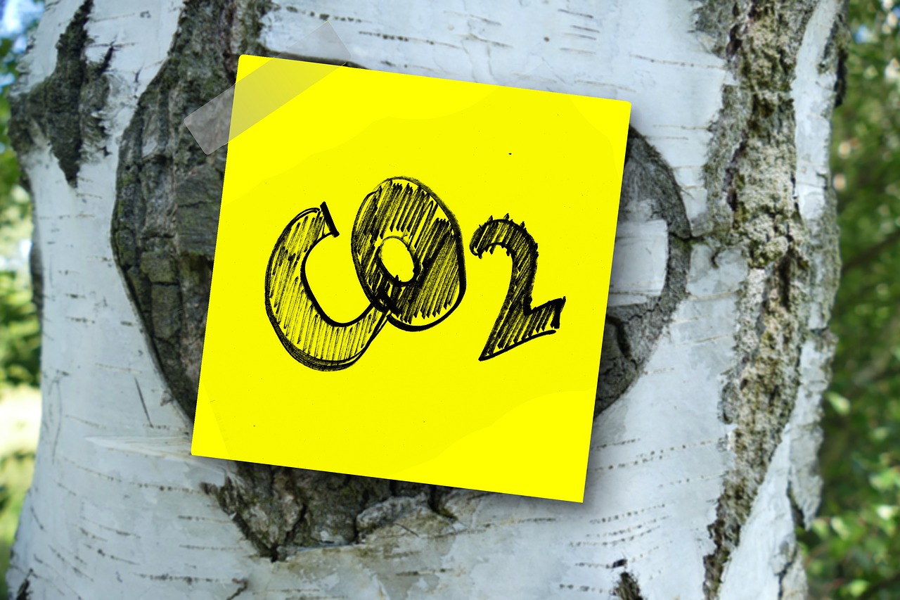 Co2라고 적힌 종이를 나무에 붙여 놓은 사진