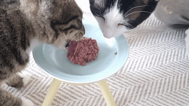 구냥이 고양이캔으로 네 건강관리해요 19