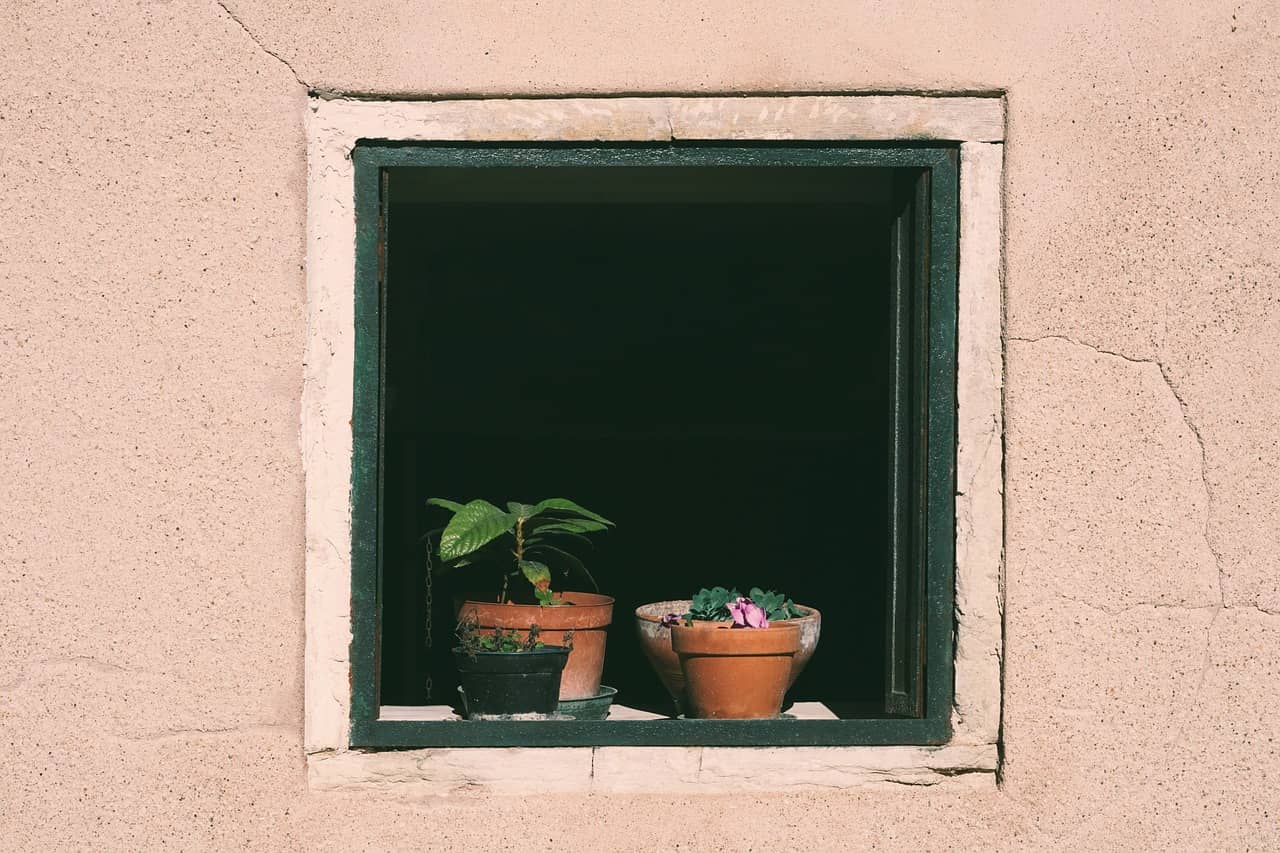 공기 정화보다 중요한 식물 선택 기준 - Indoor Plant Selection Tips for Beginners