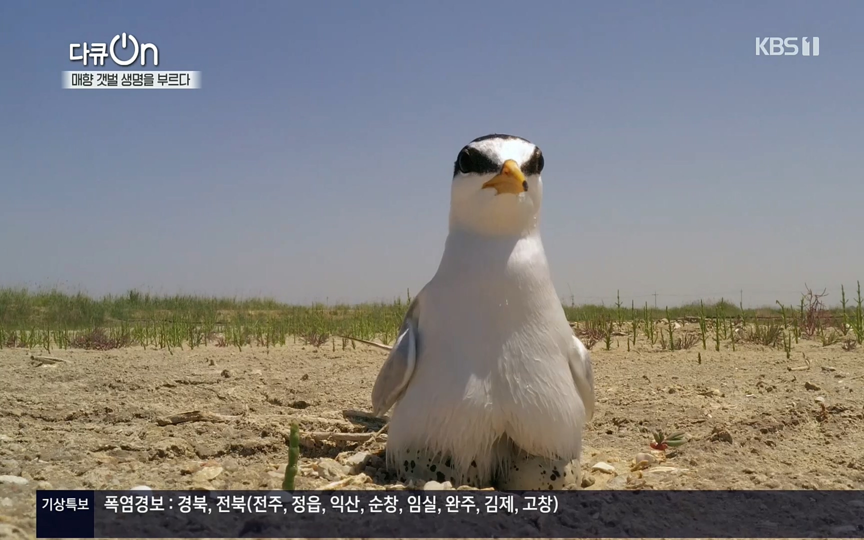 다큐 On.E151.220805p.H264-F1RST.mp4_20220806_193410.543.jpg