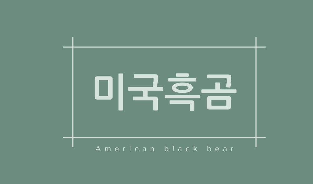미국흑곰(American black bear)